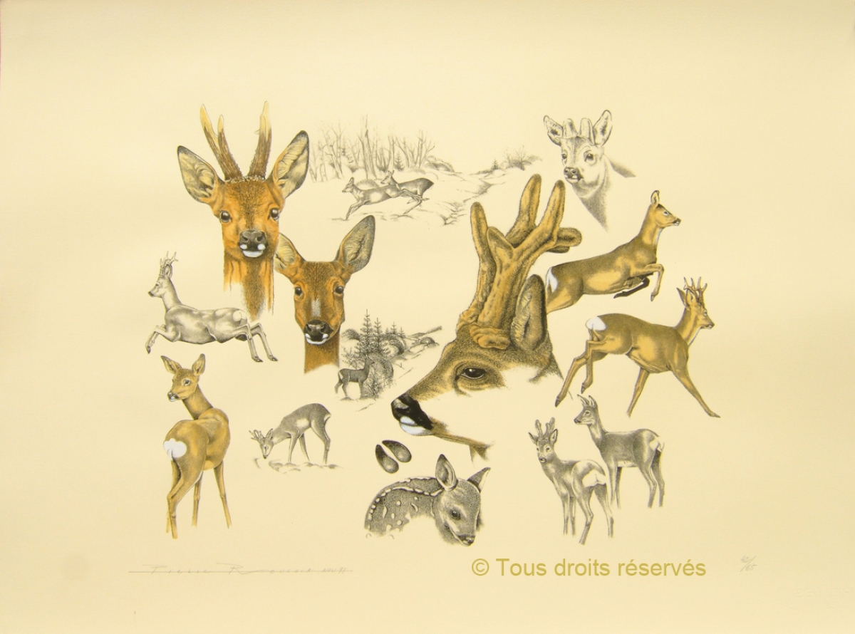 Etude de chevreuil (idea regalo de caza) : Lithographies Plumes et Poils