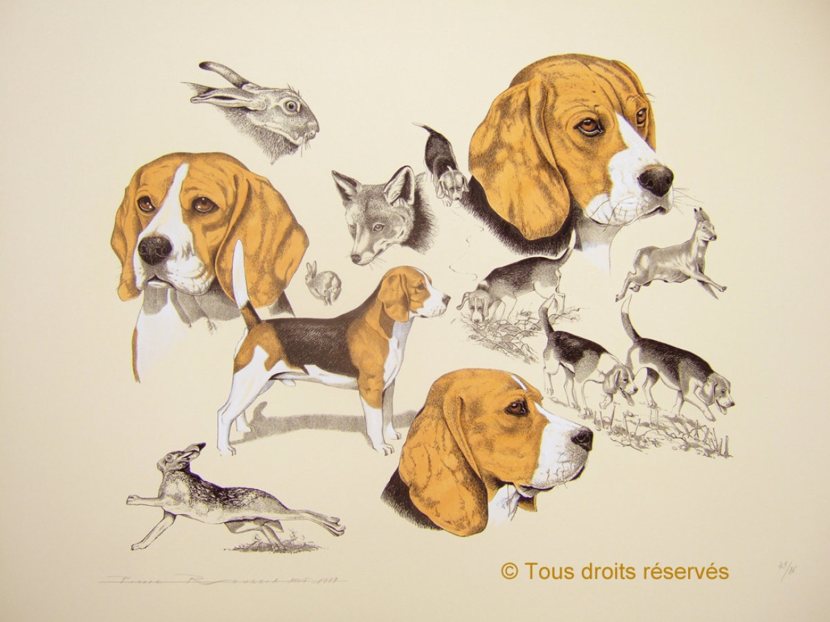 Beagle : Lithographies Chiens