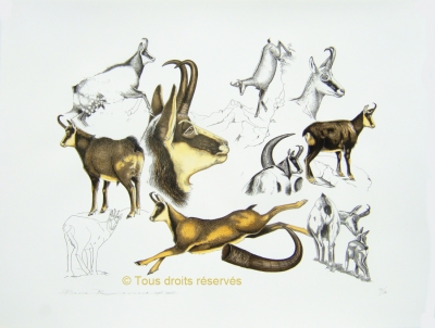 Lithographie chasse au chamois ou isard ?